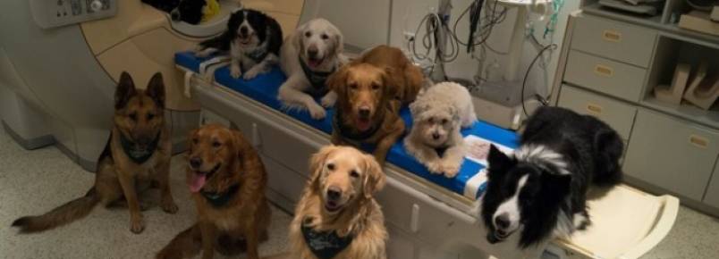 Cães, como humanos, distinguem palavras e entonações